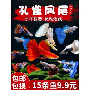 ��ȸ�~���w�Pβ�~��ˮȺ�Ό�����~���NС��̥���~�~��Ꭷ�^�p�~