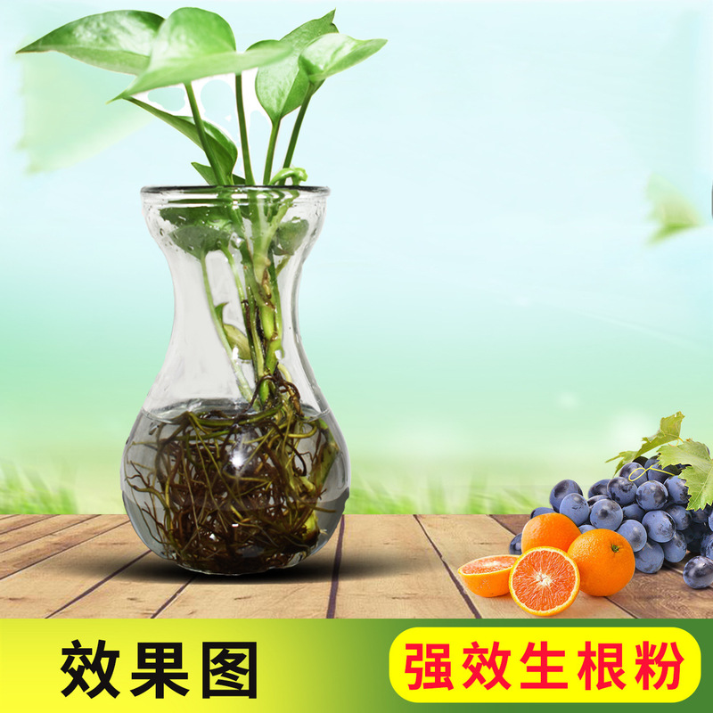 ジベレリンの根の調節剤/成長の素の膨大な果実の坐果は植物の種の休眠の発芽の1グラムを打ち破ります。|undefined