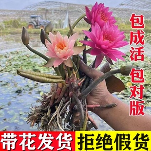 Water Lily Hydroponic Plant Shipped with Buds, Blooming Lotus Fish Pond Potted Plant in All Seasons, Small Pond, Large Root Block, Water Culture