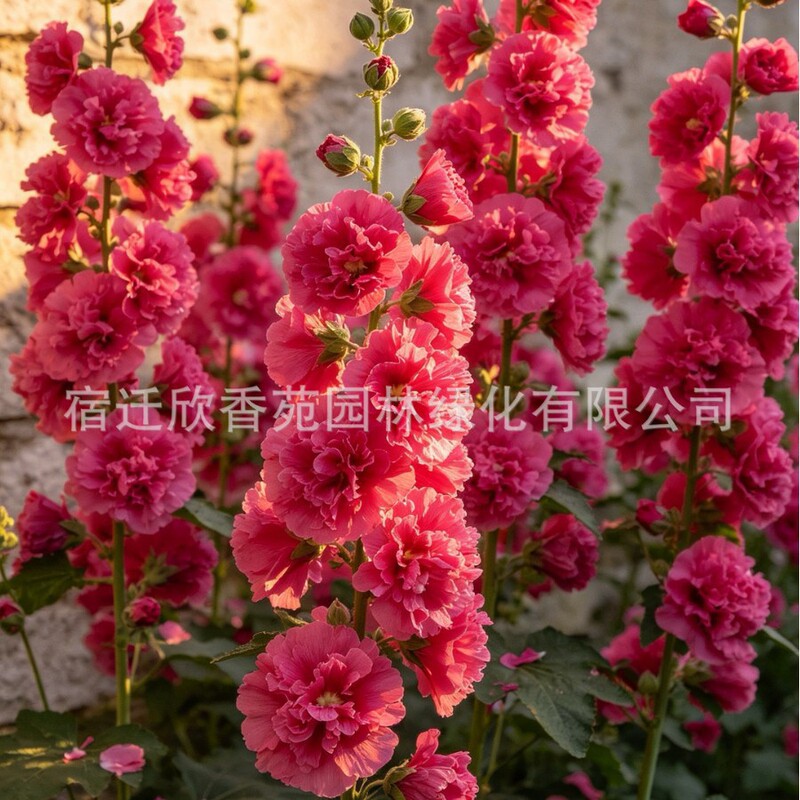 Double-petaled hibiscus seeds, Chate series, easy to sow, perennial flowers for outdoor gardens in spring and autumn Double-petaled hibiscus seeds, Chate series, easy to sow, perennial flowers for outdoor gardens in spring and autumn
