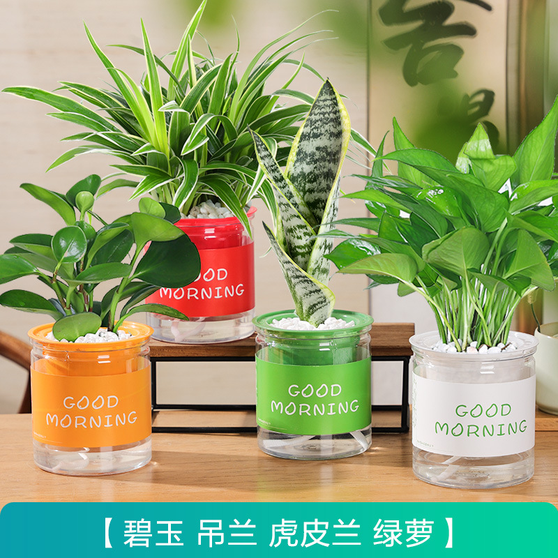 [특별 제공 화분 4개] 포토스 + 엽록소 + 타이거 오키드 + 재스퍼