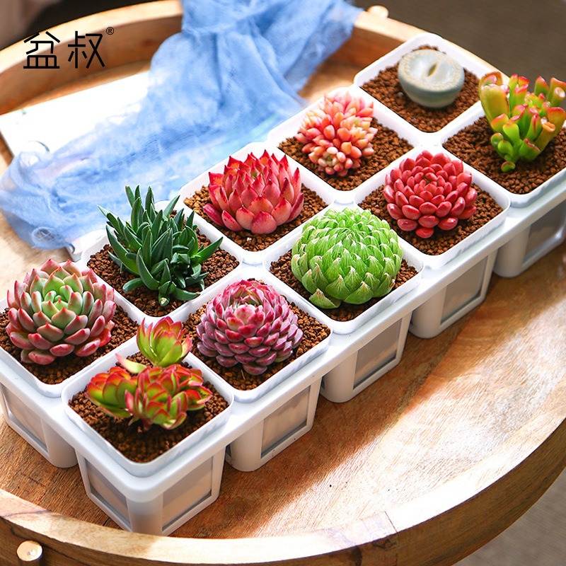 7-Square Pot Set with Ten-Compartment Rack for Organizing Succulent Plants, Creative Succulent Flower Pots, and Modular Green Plants