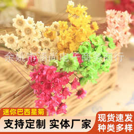 迷你巴西星菊拍摄道具干花小雏菊小星花果冻口红玻璃球用花diy