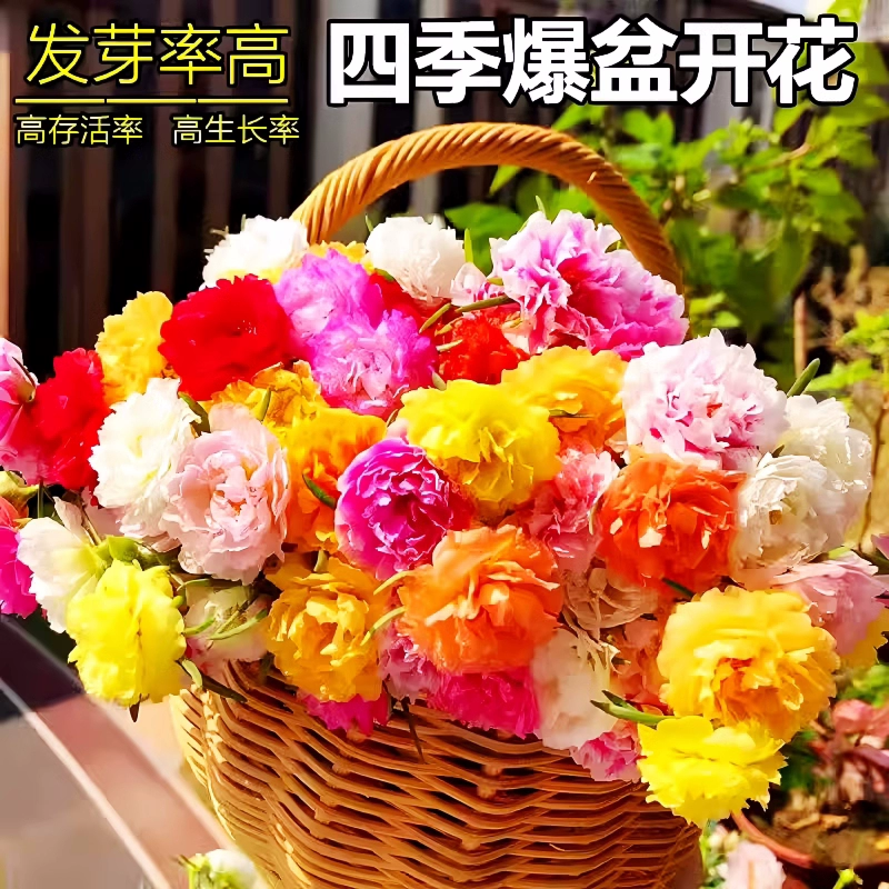 Семена цветов всаживаются и цветут в любое время года. Семена подсолнечника импатиенса посажены студентами и детьми в горшках с двуцветными подсолнухами.