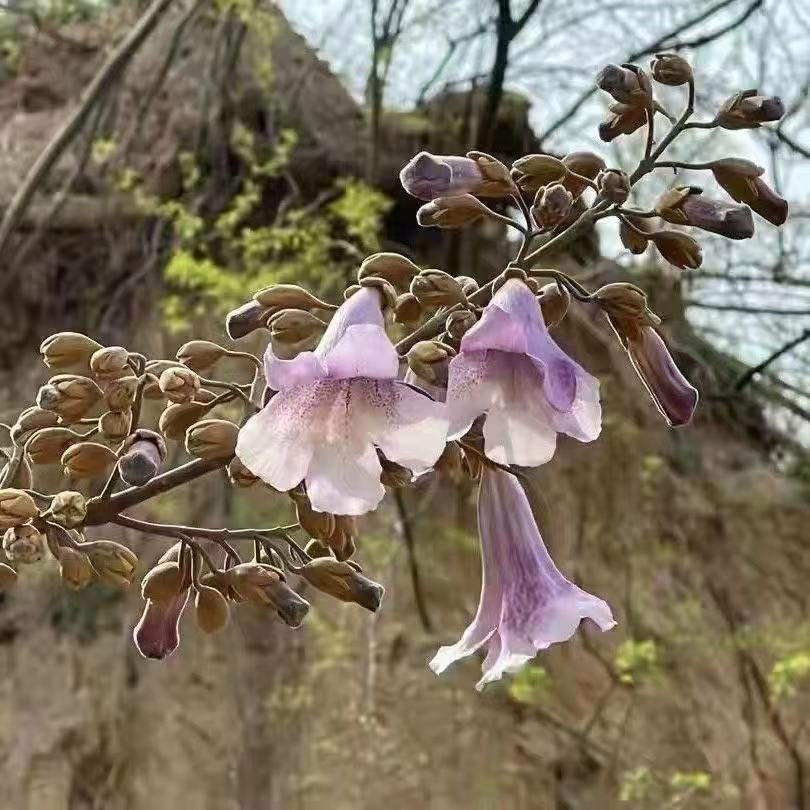 普太和.桐树花 中药材批发 泡桐花 桐树花 梧桐花 无杂无熏 承接-阿里巴巴