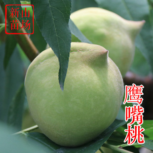 [Eagle-Beaked Peach Seedlings] Guangdong Can Grow Safflower in August, the Taste Is Good and the Management Is Easy. Pointed Peach Seedlings