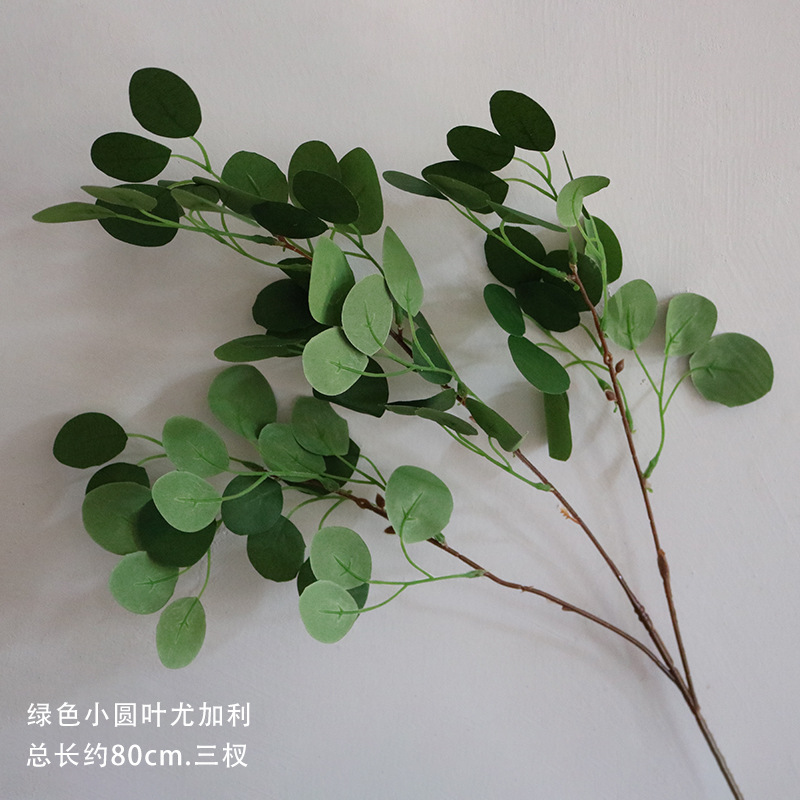 Verde pequeña hoja redonda de eucalipto