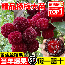 ɾӖ|÷޽ӹͥԺϱNֲļY