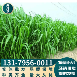 Forage Sudan Grass Seeds, Fish Grass, Livestock Breeding Forage, Large Quantities of Cattle and Sheep, Excellent Varieties, Complete Varieties