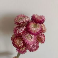 �߲ʾ��������r�ձ��Wɭϵ�ֹ���������Ȼ�ɻ��ջ��廨�Ĳ��}��