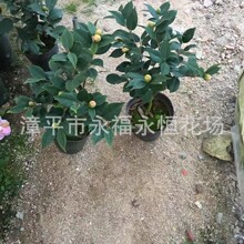 ���ԾGֲ ��ˮ�軨 �ۼtɫ����軨ǧ����30-40���ָ�