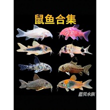 底栖清洁观赏鼠鱼合集熊猫鼠粉红鼠白鼠珍珠鼠茉莉豹青铜鼠除藻鱼