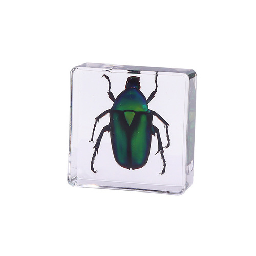Square resin insect bookend for cross-border new products, student teaching aids, animal specimen, amber craft, decorative item.