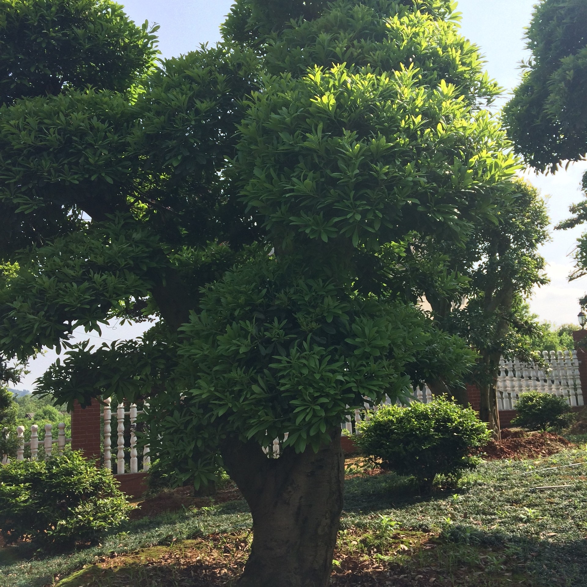 直销 乔木造型杨梅树 绿化工程苗木果树 低价供应树形园艺