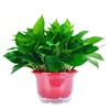 Green Potted Plant Plant Plant Plant Flower Green Plant Water Pei Changtang Hanging Large Green Bad New House to absorb formaldehyde