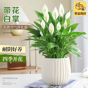 �ؼ�����һ���L������҃�ֲ���ļ��_���k���҃�������B�׻��