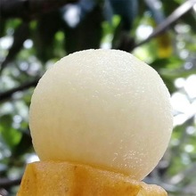 白玉枇杷果苗早熟嫁接无核特大五星白沙枇杷树大树苗树盆栽地栽苗