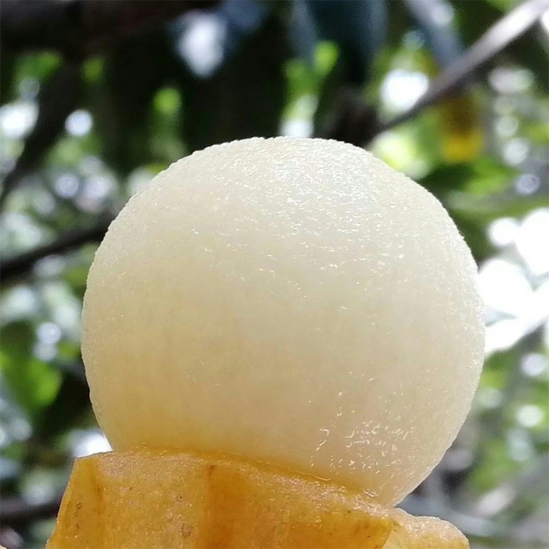 白玉枇杷果苗早熟嫁接无核特大五星白沙枇杷树大树苗树盆栽地栽苗