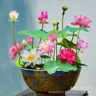 Four Seasons Sowing Desktop Hydroponic Plants Are Easy to Grow and Live Small Water Lily Seeds Lotus Seeds Lotus Lotus Seeds Batch