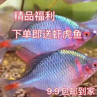 淡水小型魚圖片 海量高清淡水小型魚圖片大全 阿里巴巴