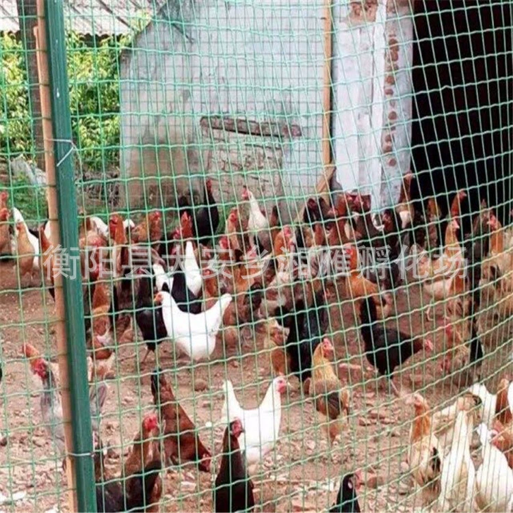 Цыплята, местные куры, самцы цыплят, самки цыплят, зеленые лапки, желтые лапки, красные перья, белые перья, черные перья, местные цыплята, живые цыплята