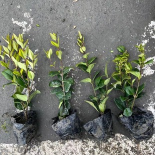 Jinsen Ligustrum Seedlings Ligustrum Balls Landscape Greening Courtyard Plants Supply