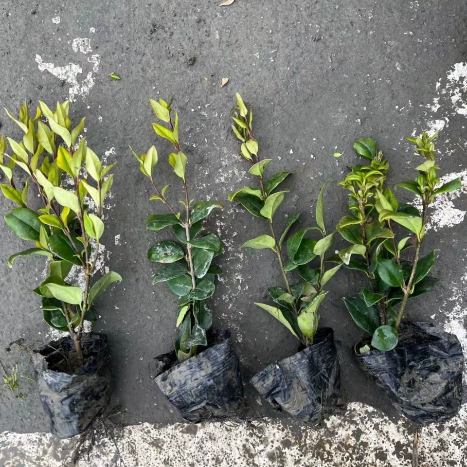 Кингсон Ligustrum lucidum саженцы Ligustrum lucidum мяч пейзаж озеленение двор завод питания