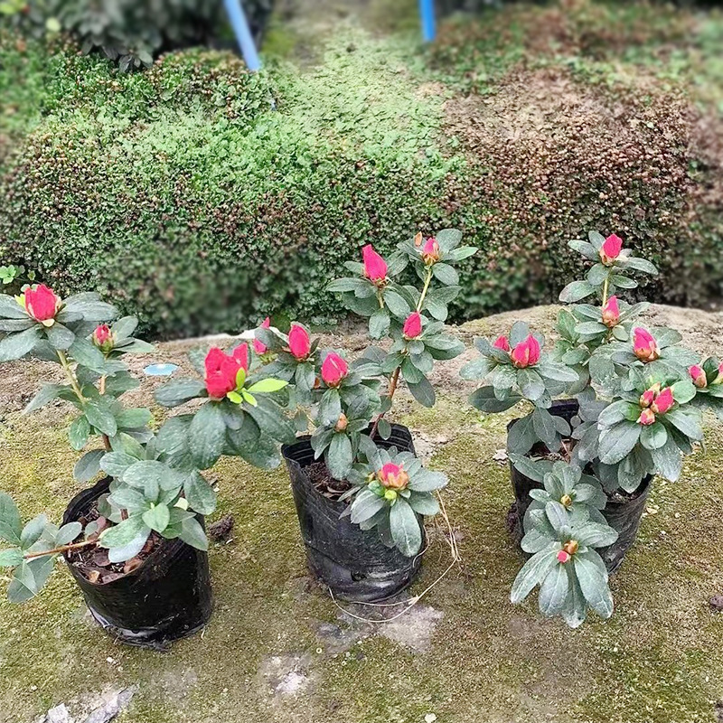 地被袋苗绿化苗木鹃植物四季杜鹃花杯苗比利时杜鹃收边13西洋