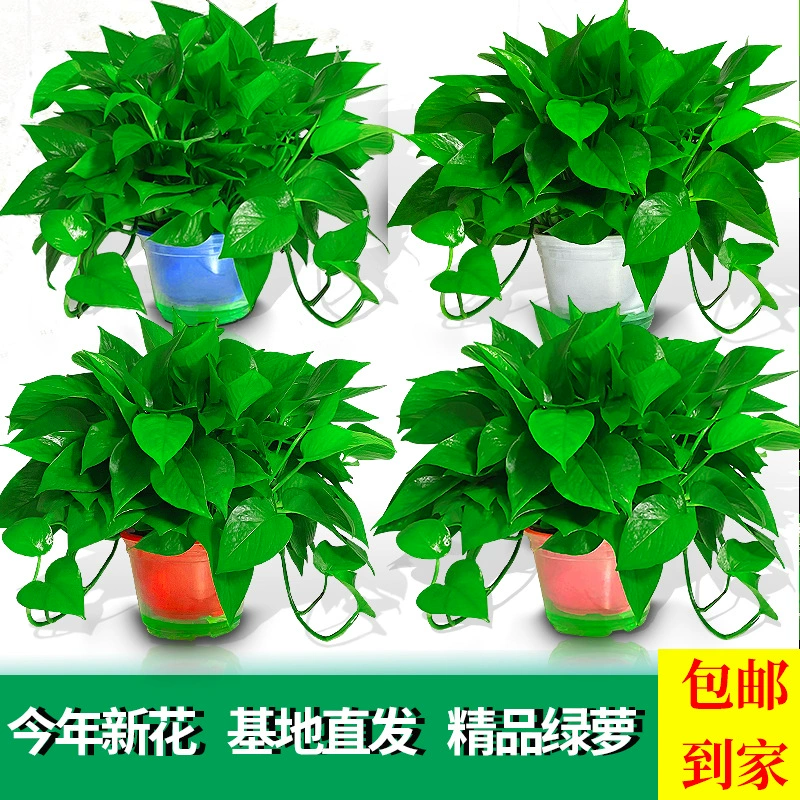 Большое зеленое растение в горшке для поглощения формальдегида в помещении, подходит для гостиной, с длинными лозами и большими листьями, идеально подходит для новых домов для удаления формальдегида.