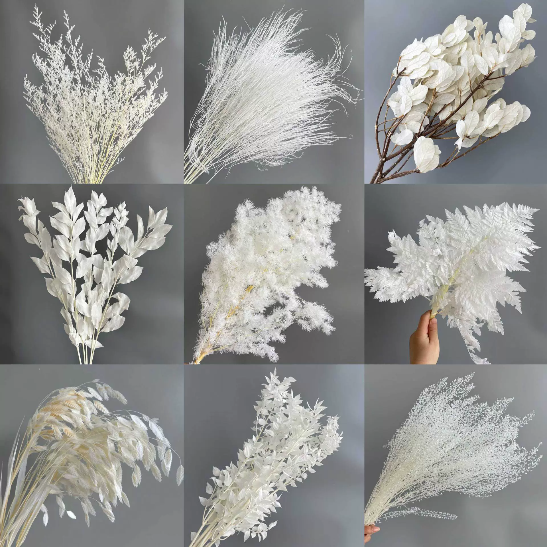 永生花白色系列干花真花云南厂家直销婚庆婚礼装饰龙须菜蓬莱松