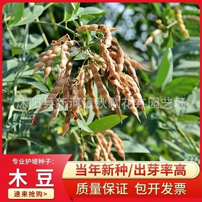 Голубь гороха семена фасоли мох Гуаньинь фасоли дерево фасоли ивы озеленение травы защита склонов семян кустарника многолетние озеленение фиксации почвы