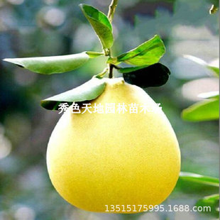 ����������֘��籡Ƥ�������Ә���޽��������ϱ����Nֲ����Y��
