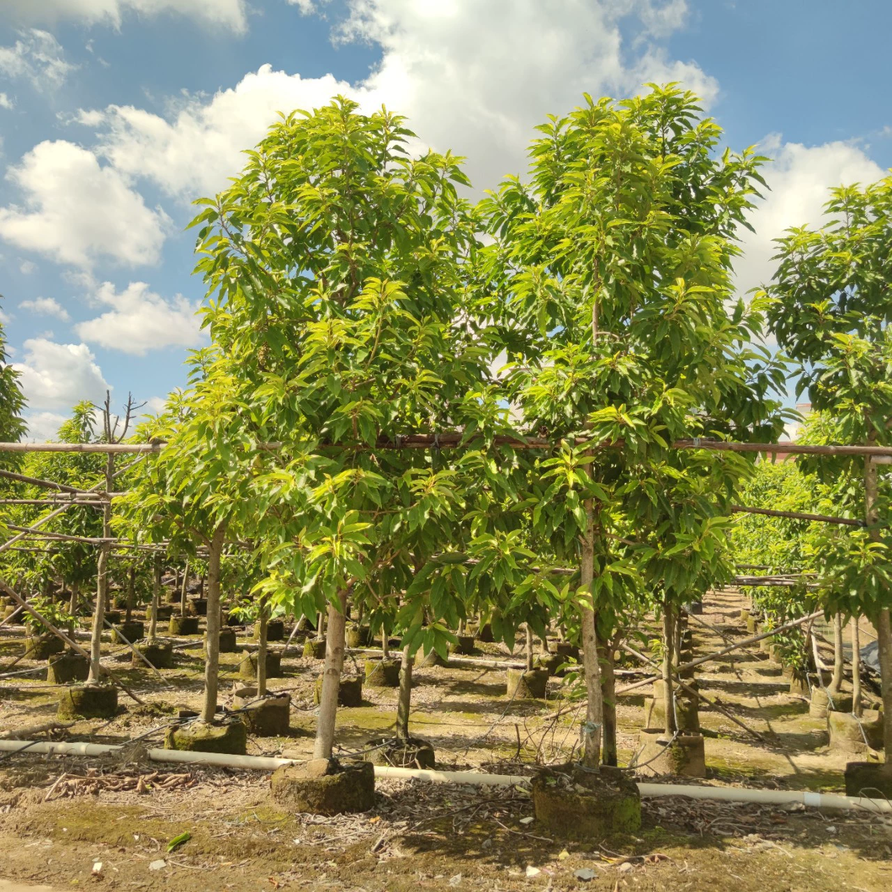 2307 саженцы поставляют Huanglan 5-10cm мешки рассады более ароматные, чем Bailan