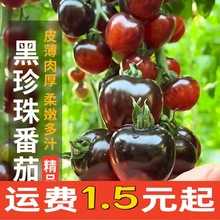 黑珍珠番茄种子产破布圣女果种籽阳台盆栽瓜果种子易种