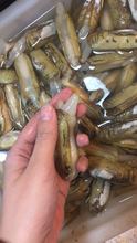 500g北京闪送鲜活蛏子 新鲜海鲜肉肥双头大蛏子花蛤无沙水产