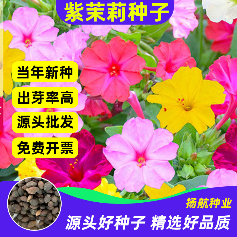 花种子好活室外紫茉莉庭院景观绿化盆栽地雷花夜来香花籽花卉种子