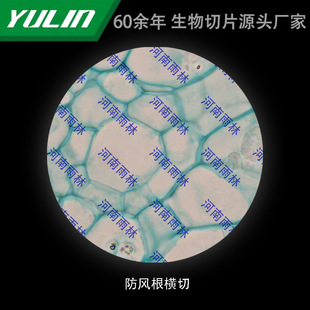 Windproof Root Cross-cut College Medical School Use Tissue Disease Marble Wax Slide Specimen Microscope