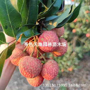 ��֦����o�����M������Ц��֦�����¼t��֦�����������֦����