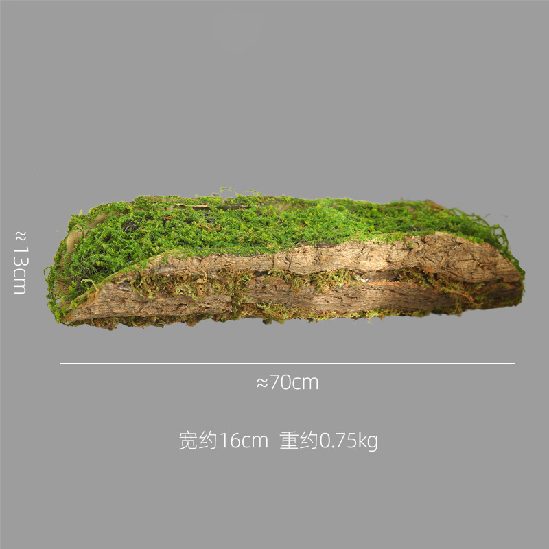 나무껍질 이끼 - 길이 70cm
