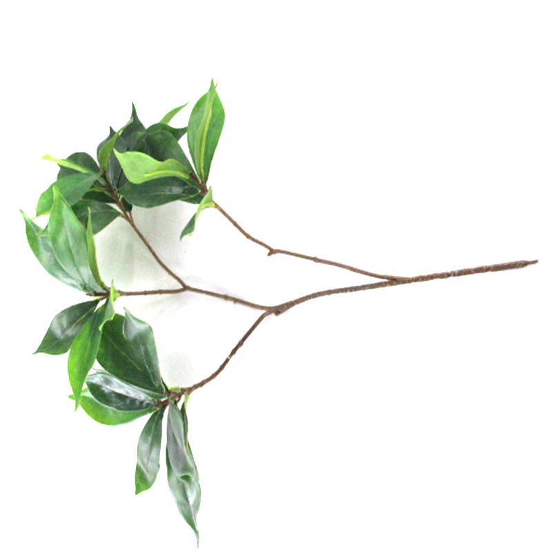 XRB-226 厚皮香四叉枝.jpg