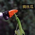 摘果器摘果摘採果器摘柿リンゴヘチマキュウリリンゴブドウ桃摘果摘採器長切|undefined