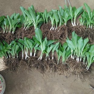 ���l ������ �������� �r�� ���~���~ �޸��ݻ� �ͺ��ͺ� Ǫ��܎