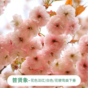 ���t��Ⱦ����Ұ�����ձ����ϱ���ͥԺ�������Ի���@��ֲ��G����