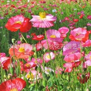 Iceland Poppy Flower Seeds Are Winter Cold-Resistant Flowering Flower Seeds That Can Live in the Soil in All Seasons