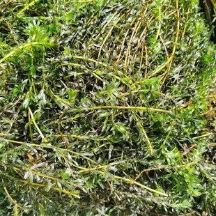 The Base Wholesales a Large Amount of Black Algae, Elodea, Goldfish Algae, Aquatic Plants to Purify Water Quality and High Quality