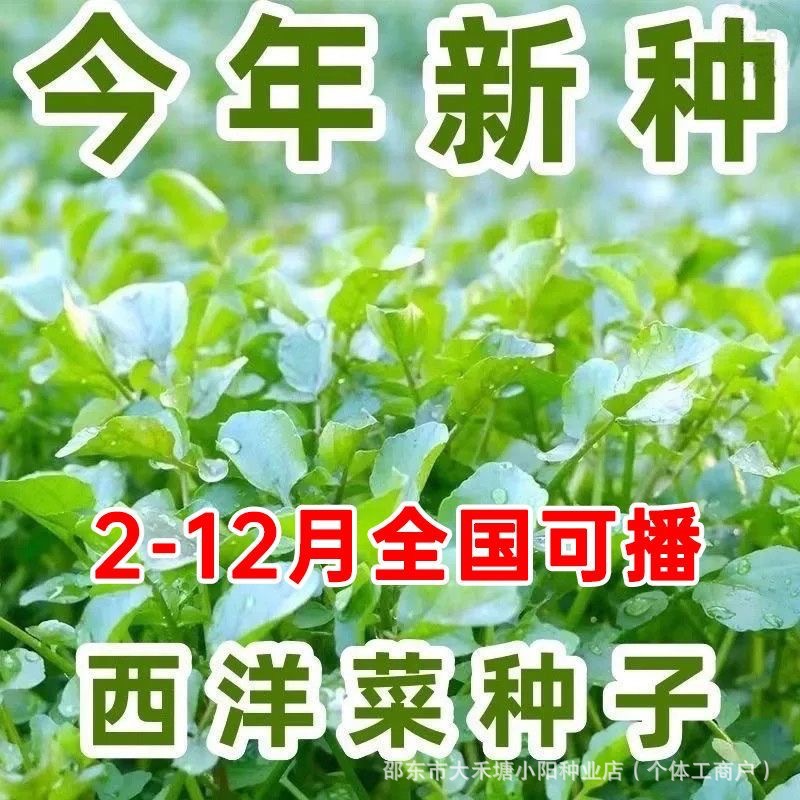 西洋菜种籽豆瓣菜种子可新鲜阳台四季播种盆栽水生野菜水芹菜种子