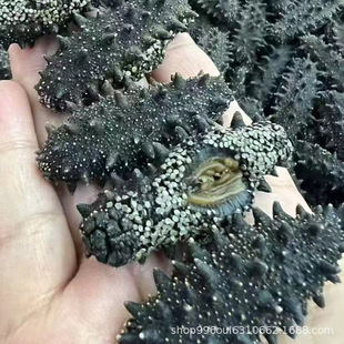 �|�����B�߷��꺣�^�ײ�����һ�����������a�B������