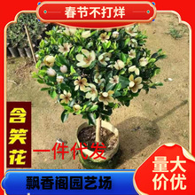 һ�����l��Ц����Gֲ���ԾG���ļ��������㻨��ֲ��ͥԺ�̨����