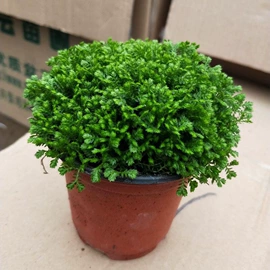 盆栽;灌木;乔木