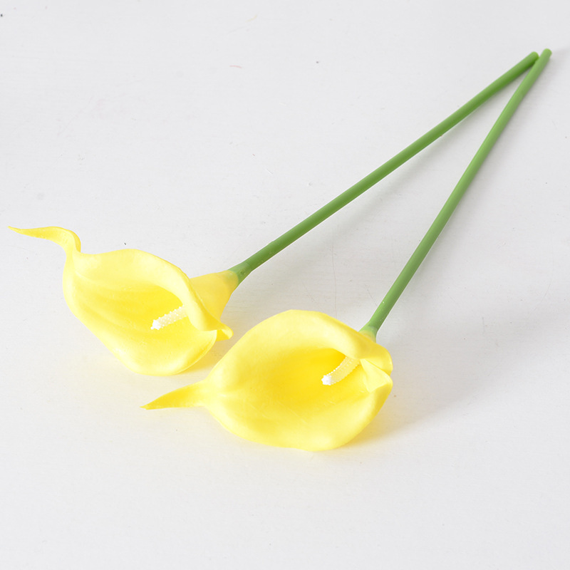 คาลลาลิลลี่สีเหลือง ตรงกลางสีขาว